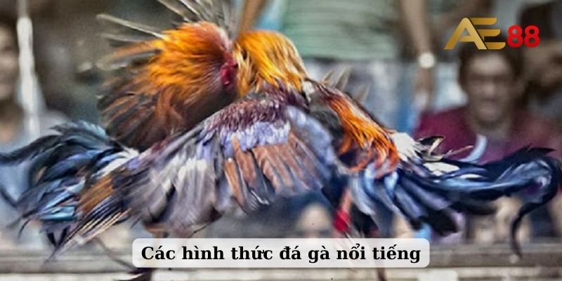 Các hình thức đá gà nổi tiếng