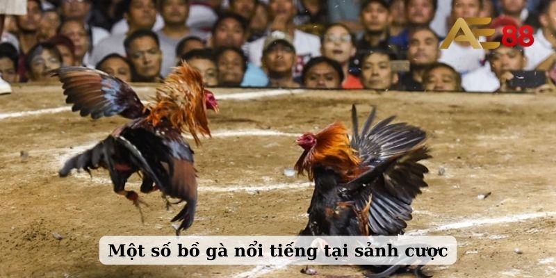 Một số bồ gà nổi tiếng tại sảnh cược